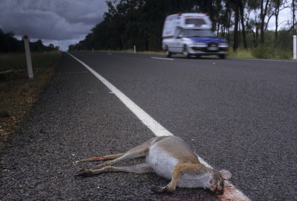 Whiptail wallaby