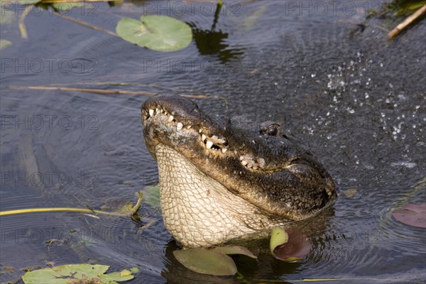 American alligator