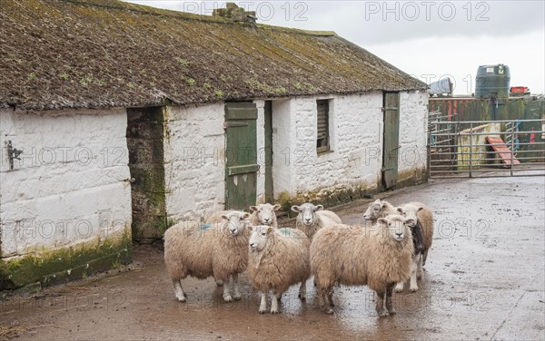 Domestic Sheep