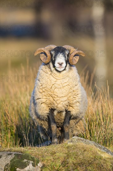 Domestic Sheep