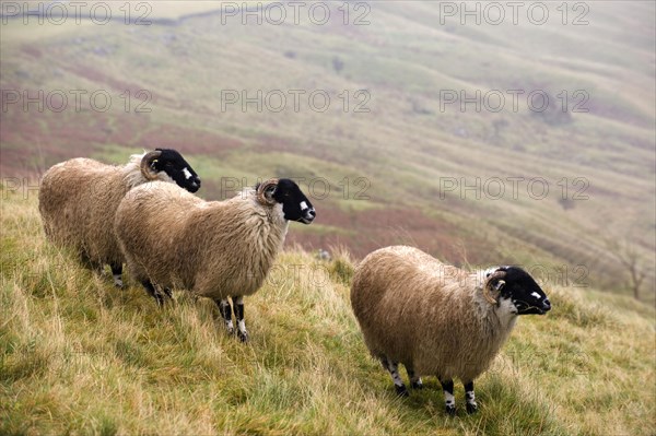 Domestic sheep