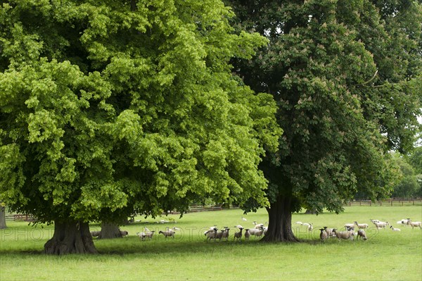 Domestic Sheep