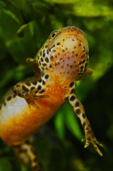 Alpine newt