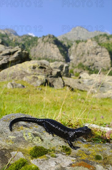 Lanza's Alpine Salamander