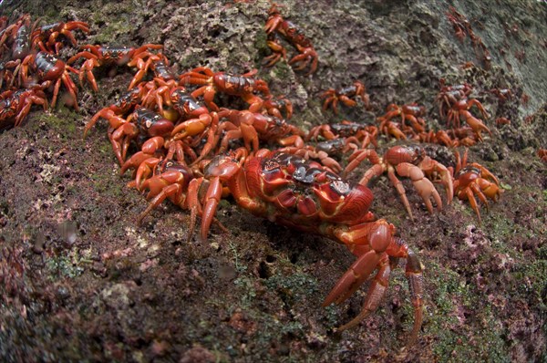 Christmas island red crab