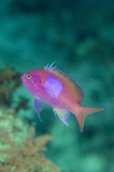 Flagfish