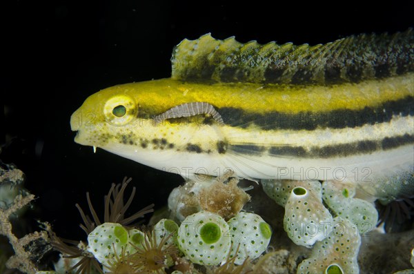 Shorthead Sabretooth Blenny