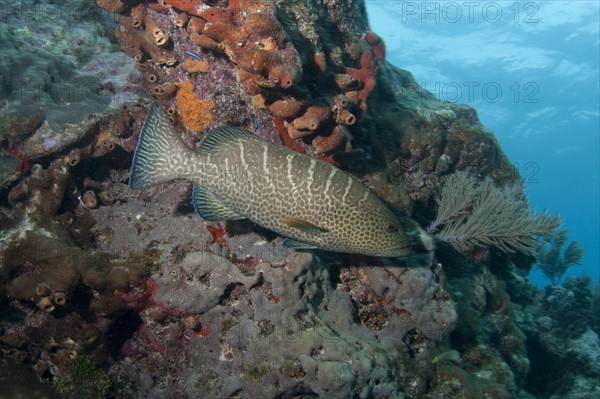 Tiger grouper