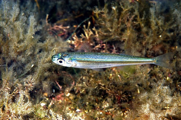 Sand-smelt