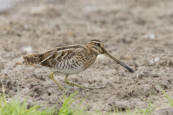 Common snipe