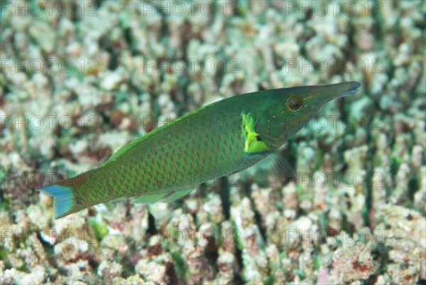 Green bird wrasse