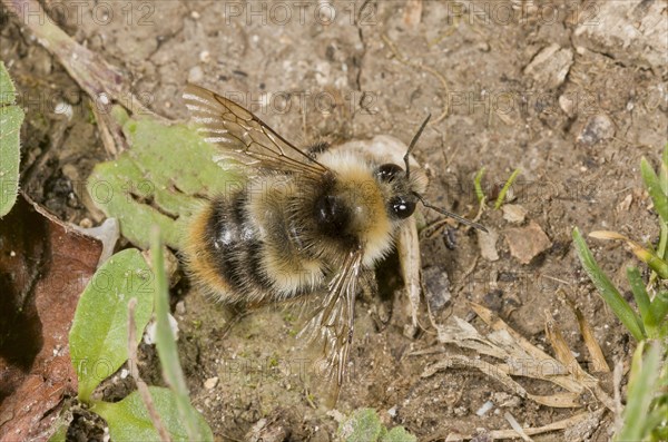 Shrill Carder Bee