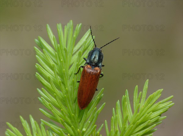 Click Beetle