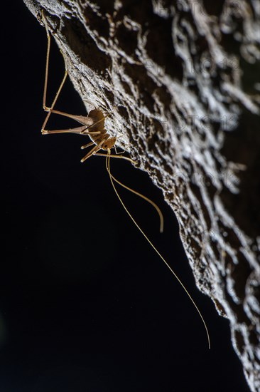 Cave Cricket