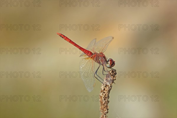 Red-veined darters