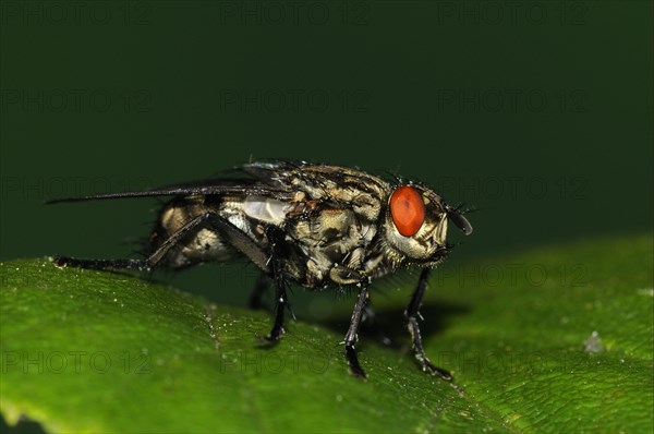 Grey flesh fly