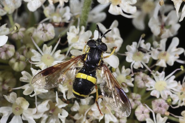 Two-banded Hoverfly