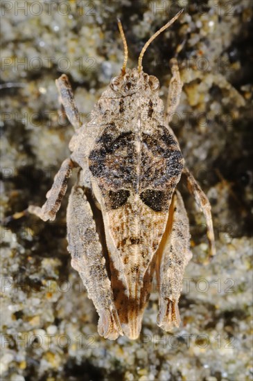 Groundhopper