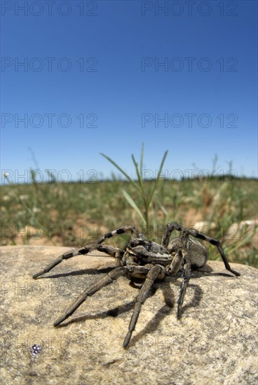 Narbonne's Wolfspider