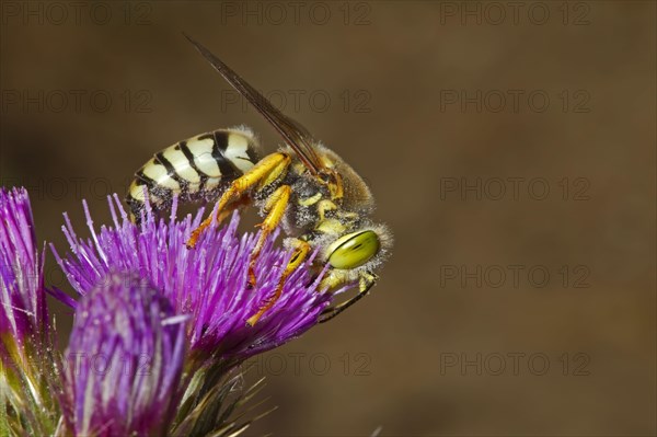 Sand Wasp