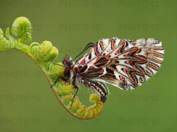 Southern festoon