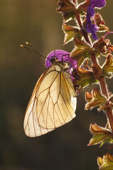 Adult black-veined white