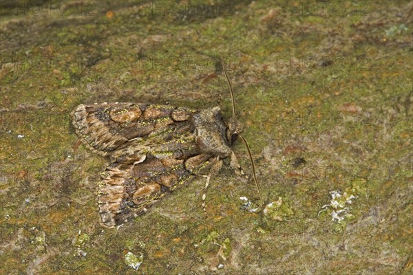 Green-brindled Crescent