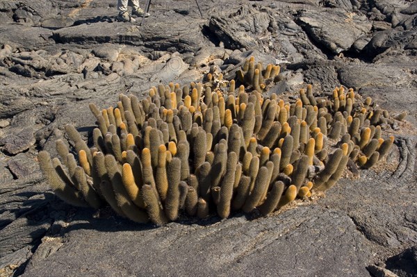 Lava Cactus