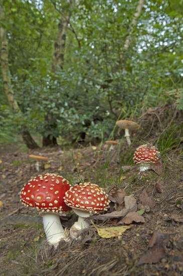 Fly Agaric