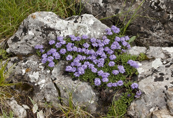 Dwarf globularia