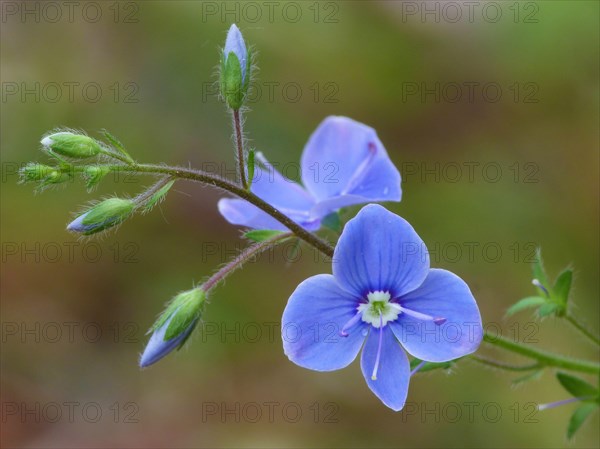 Germander germander speedwell