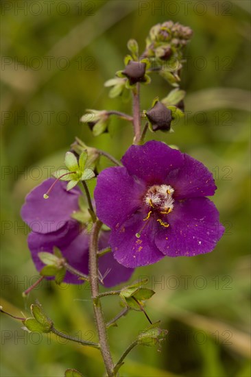 Purple mullein