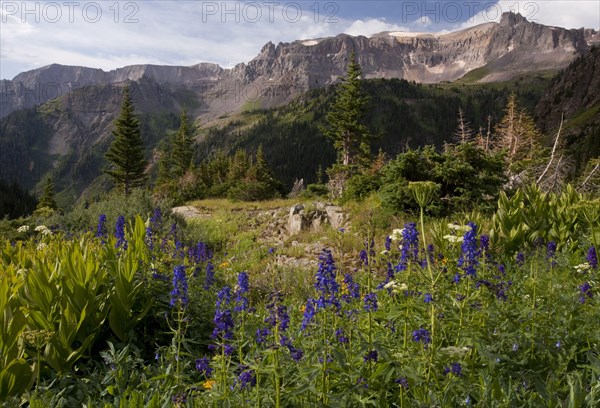 Flowering subalpine delphinium