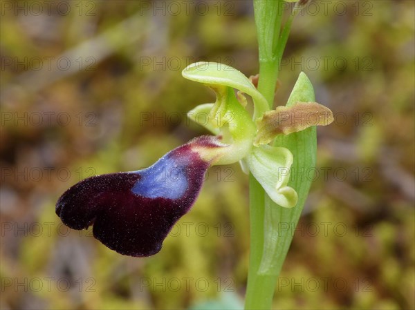 Atlantic atlantic bee-orchid