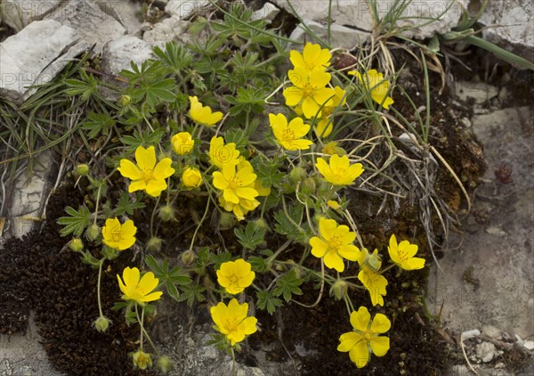 Mountain cinquefoil