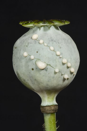 Sap or latex exuding from cuts in the seedpod of an opium poppy