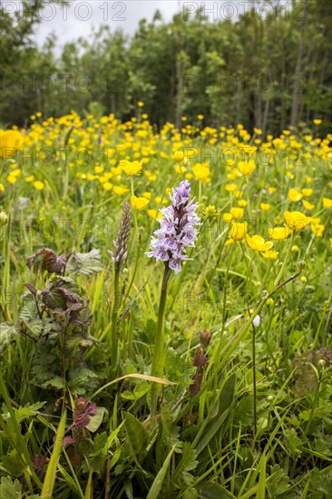 Orchis fuchsii