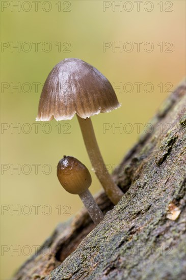 Clustered clustered bonnet