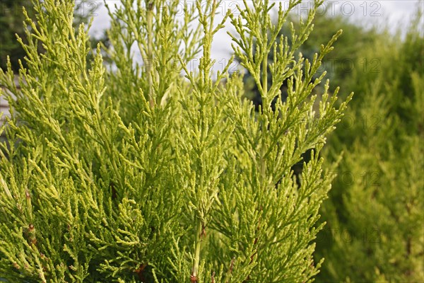 Monterey Cypress