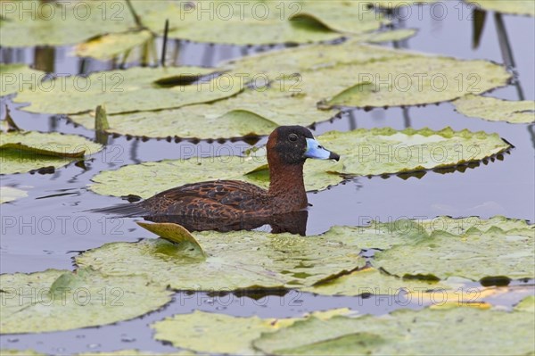 Masked Duck