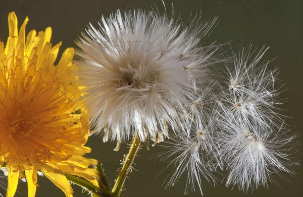 Corn Sow-thistle