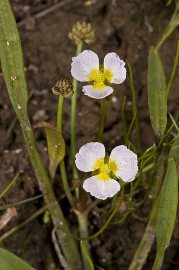 Lesser Water-plantain