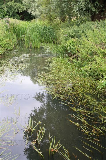 Aquatic vegetation in lowland river