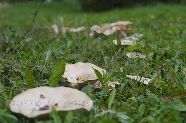 Downy Birch Millet Witch Ring