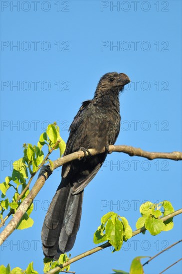 Smooth-billed Ani