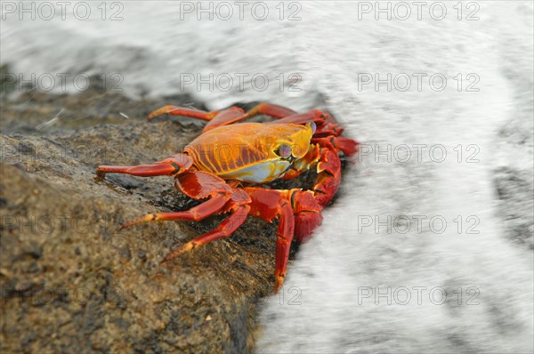 Red clipper crab