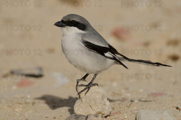 Mediterranean Grey Shrike