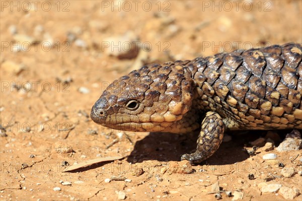 Tiliqua rugosa