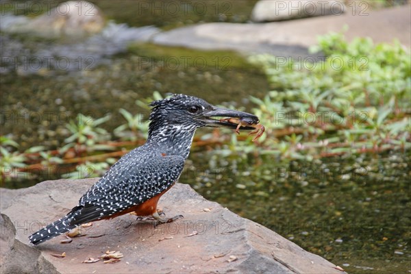 Giant kingfisher eats crab