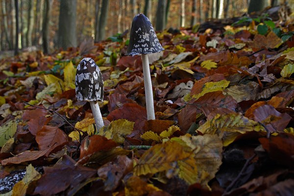 Elster ink cap